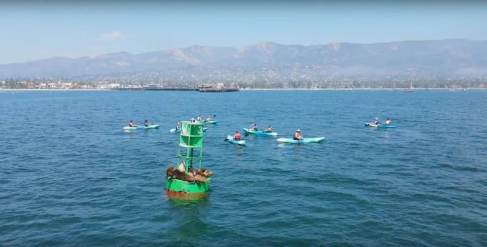 kayaking to the sea lions at summer camp